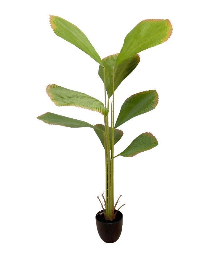 R201107 PLANTA ARTIFICIAL PALMA CONCHA X8 160 CM
