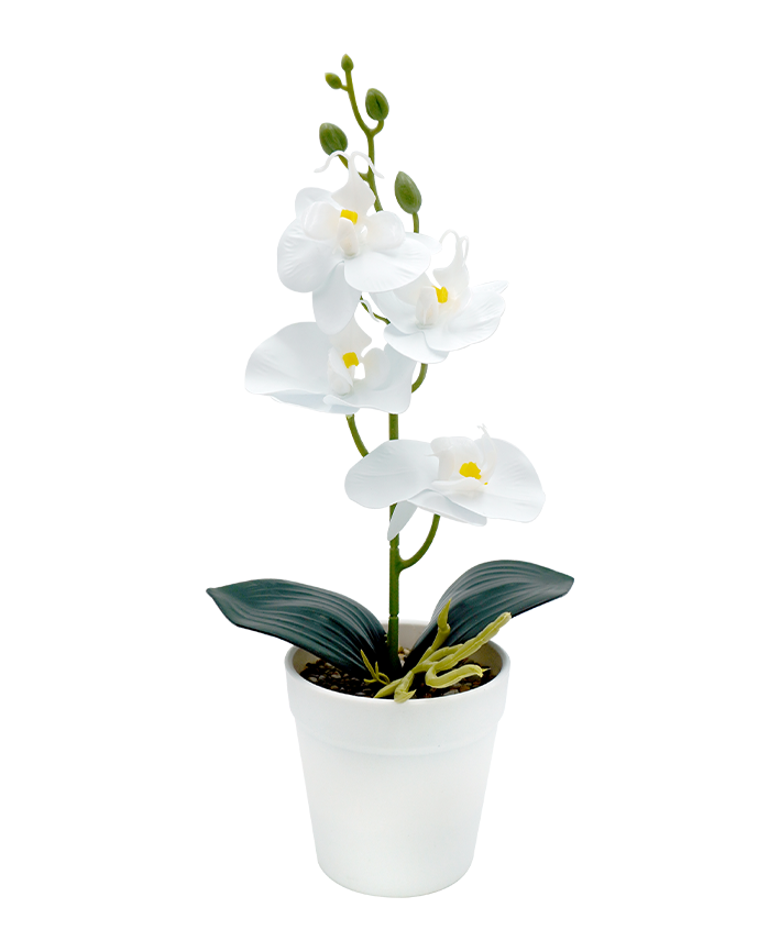 R202047 MINIPLANTA ORQUIDEA 35CM