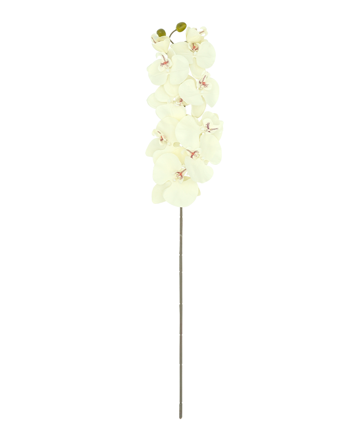 R206001-1 VARA ORQUIDEA X10 100CM