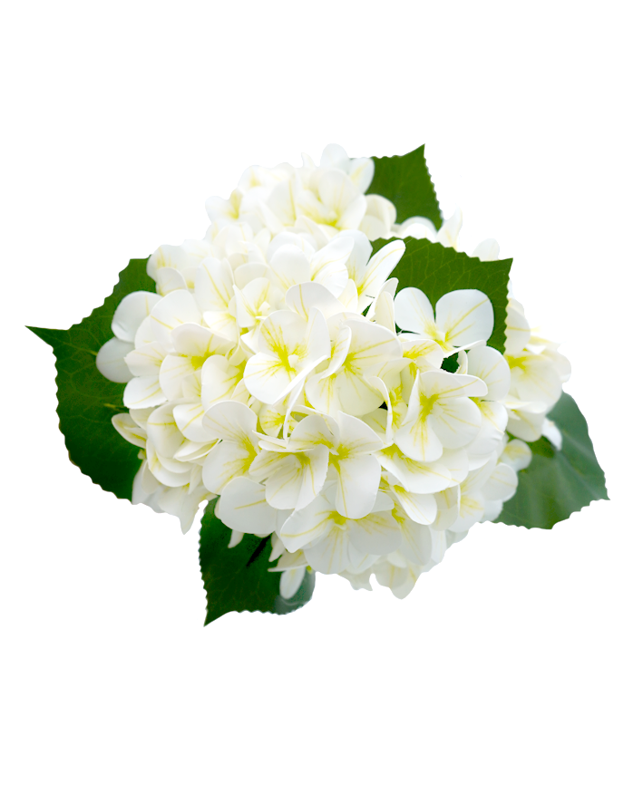 R207101-1 RAMO HORTENSIA 47CM BLANCO
