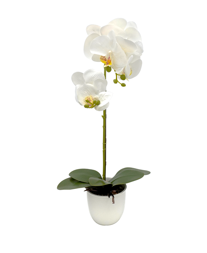 R228001 BASE CON ORQUIDEA 56CM