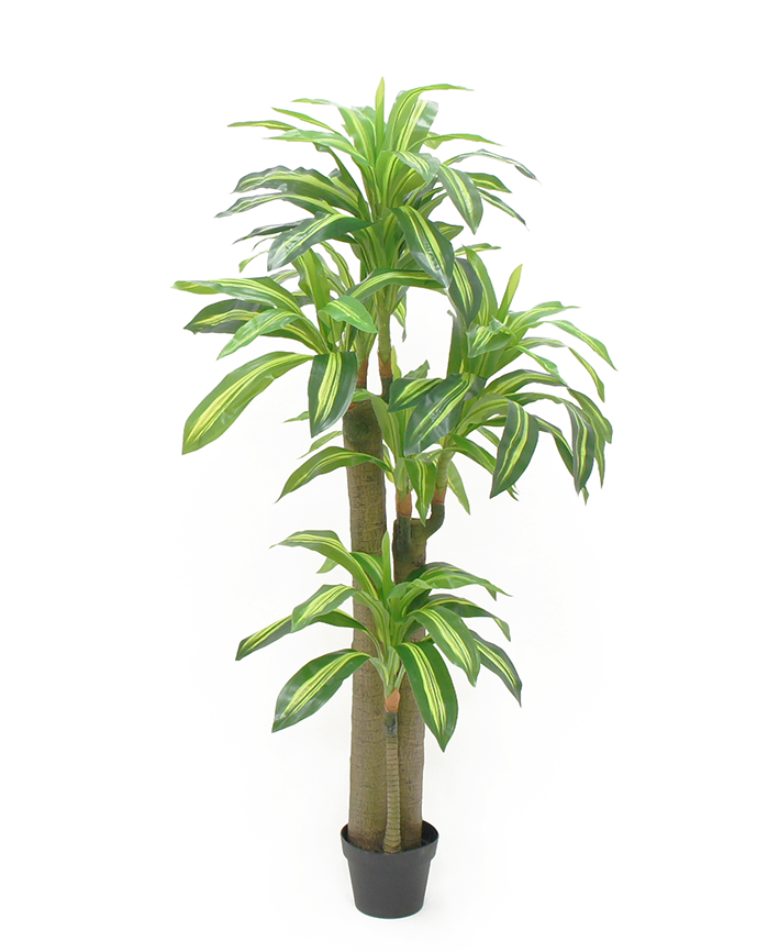 R201003 PLANTA PALO DE BRASIL 1.50MTS