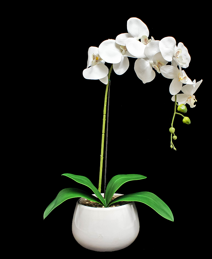R201039 ORQUIDEA CON MACETA 58 CMS