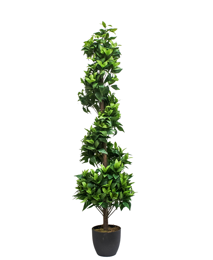 R201046 PLANTA ESPIRAL LAUREL 1.50 MTS