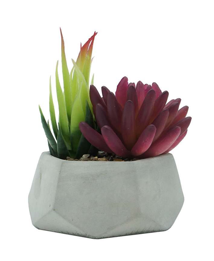 R203406 MINIPLANTA SUCULENTA CHICA 12 X 13 CM