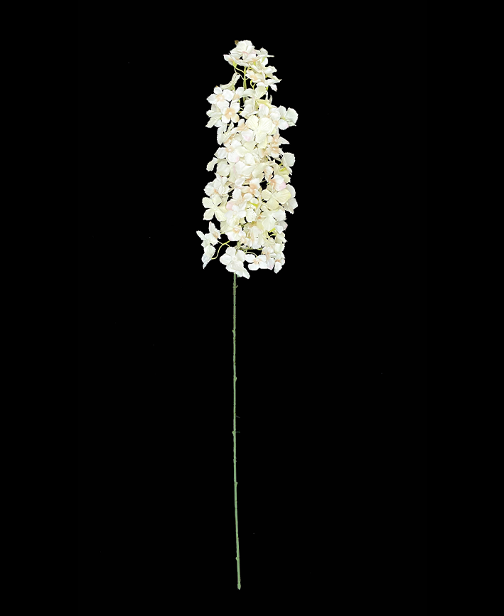 R205027-1 VARA RHYNCHOSTYLIS 1 M CREMA