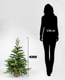 R101094-090 PINO NAVIDAD BONITO 90CM