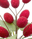 R103089 NAVIDAD PICK UVAS PERLINA 20CM
