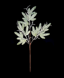 R103505 VARA PINO 52CM