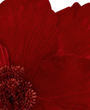 R106395 VARA FLOR XL MAGNOLIA D49A50CM
