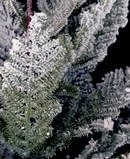 R106733 VARA FOLLAJE PINO NEVADO 76CM