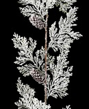R113310 NAVIDAD GUIA PIÑAS NEVADA 140CM