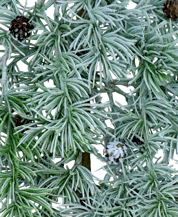 R119403 GUIA PINO ABETO FROZEN 150CM