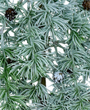 R119403 GUIA PINO ABETO FROZEN 150CM