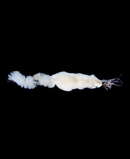 R134104 ARDILLA TREPADORA 75X16CM