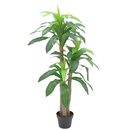 R201002 PLANTA DRACAENA 1.20MTS