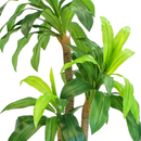 R201002 PLANTA DRACAENA 1.20MTS