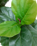 R201097 PLANTA ARTIFICIAL RT PANDURATA 210 CM