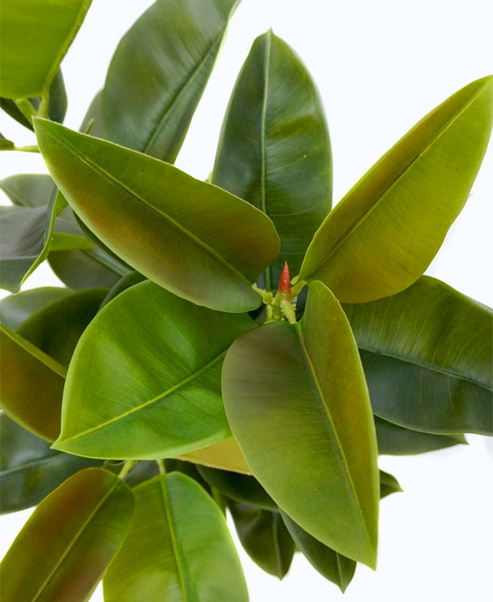 R201137 PLANTA ARTIFICIAL HULE 130CM