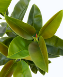 R201137 PLANTA ARTIFICIAL HULE 130CM