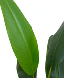 R201140-M MP PLANTA ARTIFICIAL STRELITZIA 170CM 20H