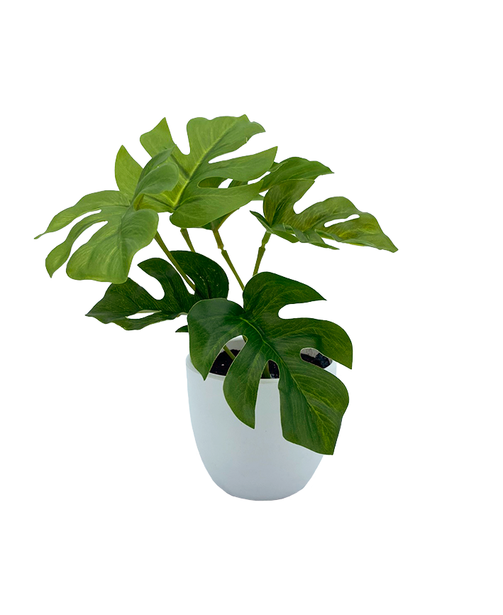 R201413 MINI PLANTA MONSTERA  15 CM