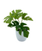 R201413 MINI PLANTA MONSTERA  15 CM