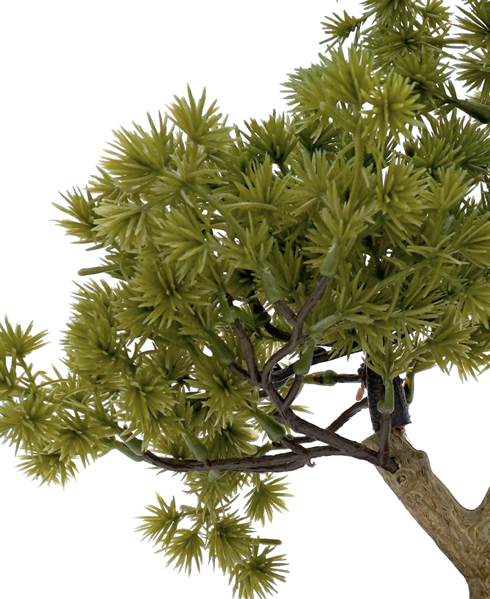 R201618 BONSAI PINO 26CM