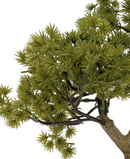 R201618 BONSAI PINO 26CM