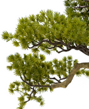 R201619 BONSAI PINO 56CM