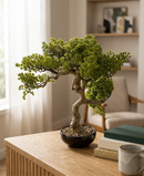 R201619 BONSAI PINO 56CM