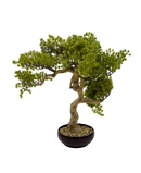R201619 BONSAI PINO 56CM