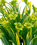 R202041 MINIPLANTA PASTO FLOR 23CM