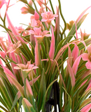 R202041 MINIPLANTA PASTO FLOR 23CM