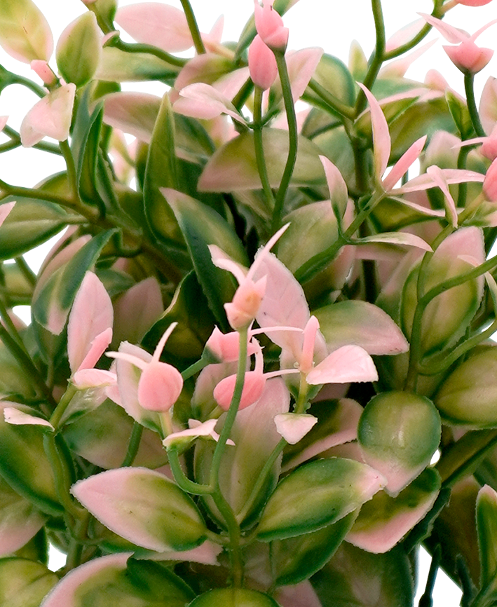 R202043-1 MINIPLANTA LAUREL 23CM ROSA