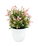 R202043-1 MINIPLANTA LAUREL 23CM ROSA