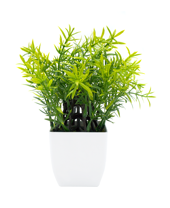 R202044-1 MINIPLANTA ROMERO 21 CM