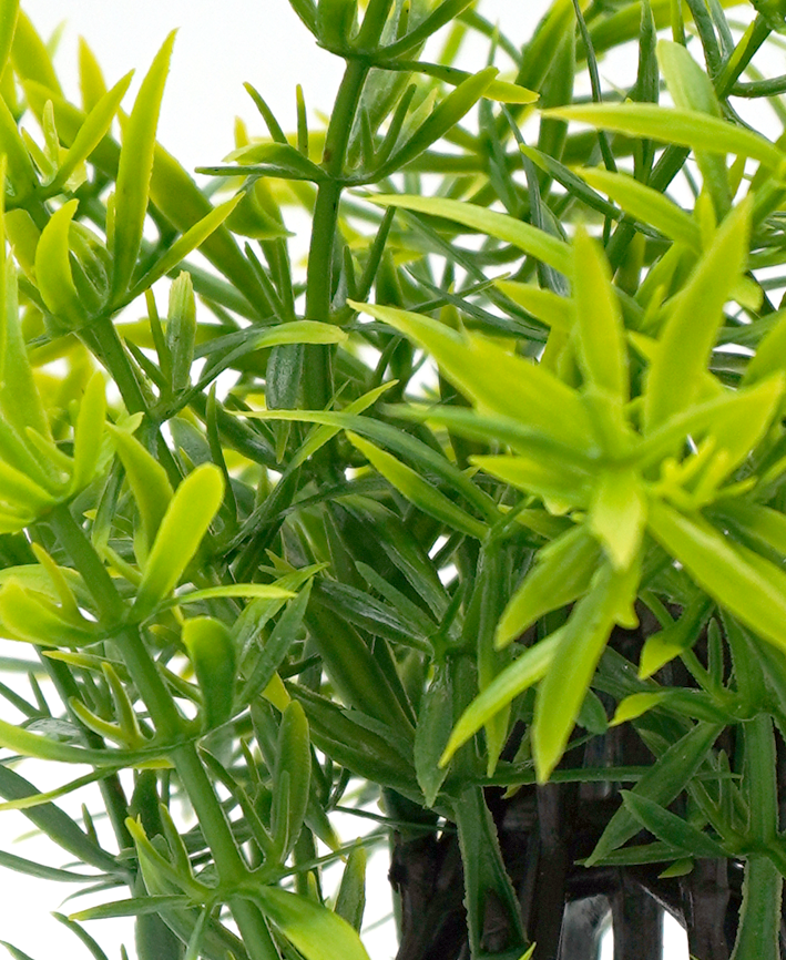 R202044-1 MINIPLANTA ROMERO 21 CM