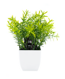 R202044-1 MINIPLANTA ROMERO 21 CM