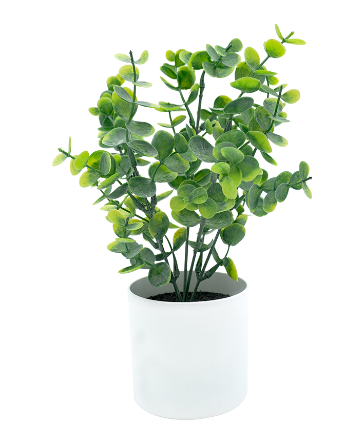 R202045-1 MINIPLANTA DÓLAR 27CM