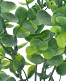 R202045-1 MINIPLANTA DÓLAR 27CM