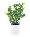 R202045-1 MINIPLANTA DÓLAR 27CM