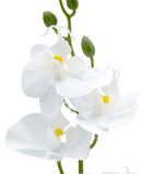 R202047 MINIPLANTA ORQUIDEA 35CM