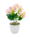 R202048-1 MINIPLANTA MARGARITA 27CM
