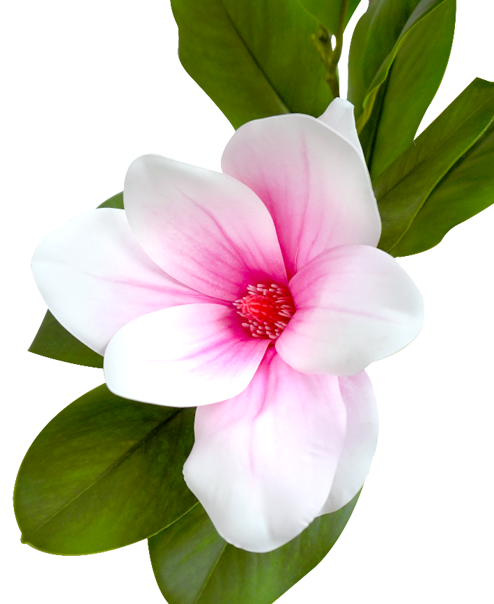 R203008 VARA MAGNOLIA X2 65CM