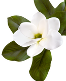 R203008 VARA MAGNOLIA X2 65CM