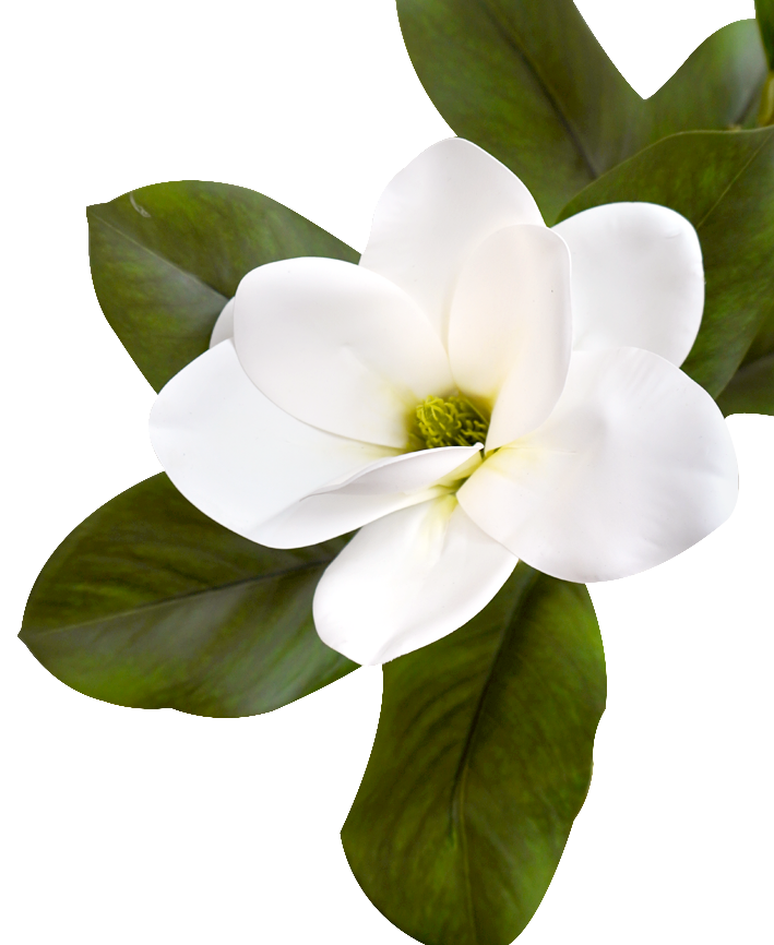 R203008 VARA MAGNOLIA X2 65CM