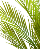 R203009 VARA FOLLAJE PALMA 104CM