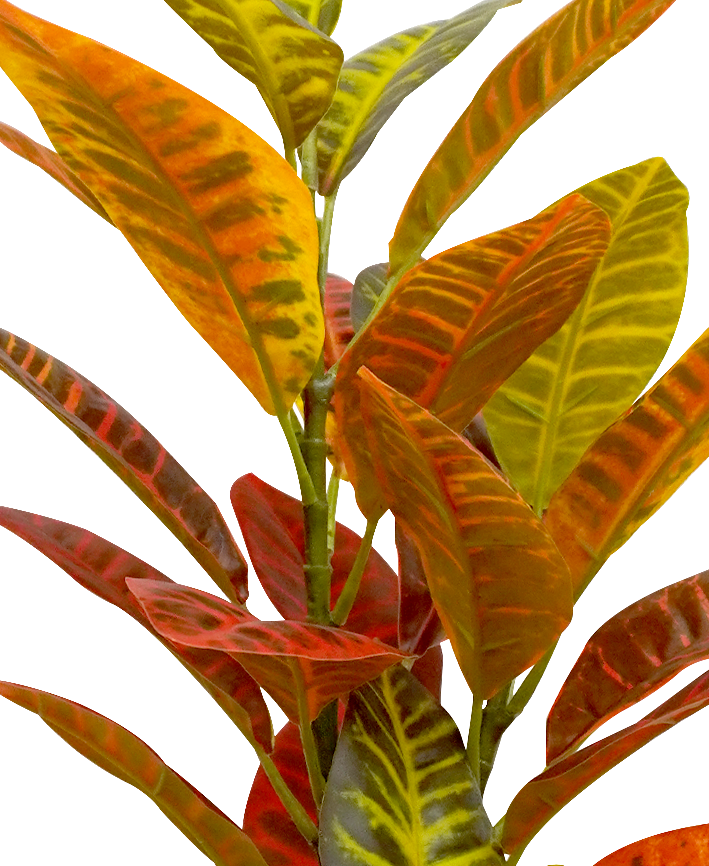 R203012 VARA CROTON 1M