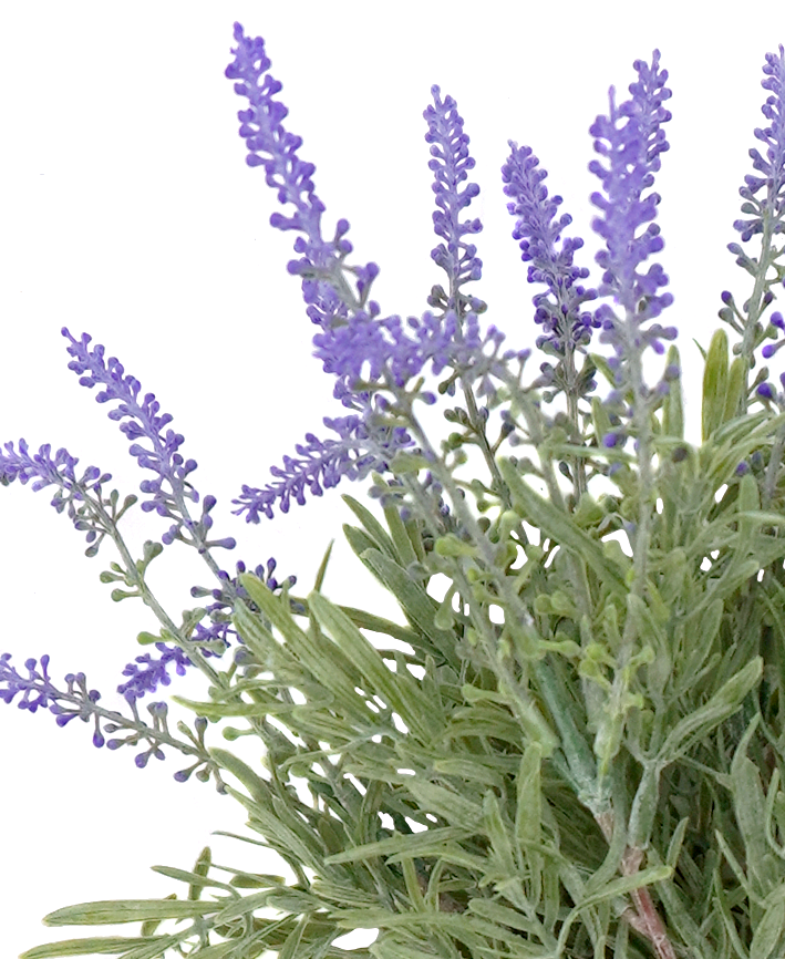 R204036 BOUQUET LAVANDA X7 43CM